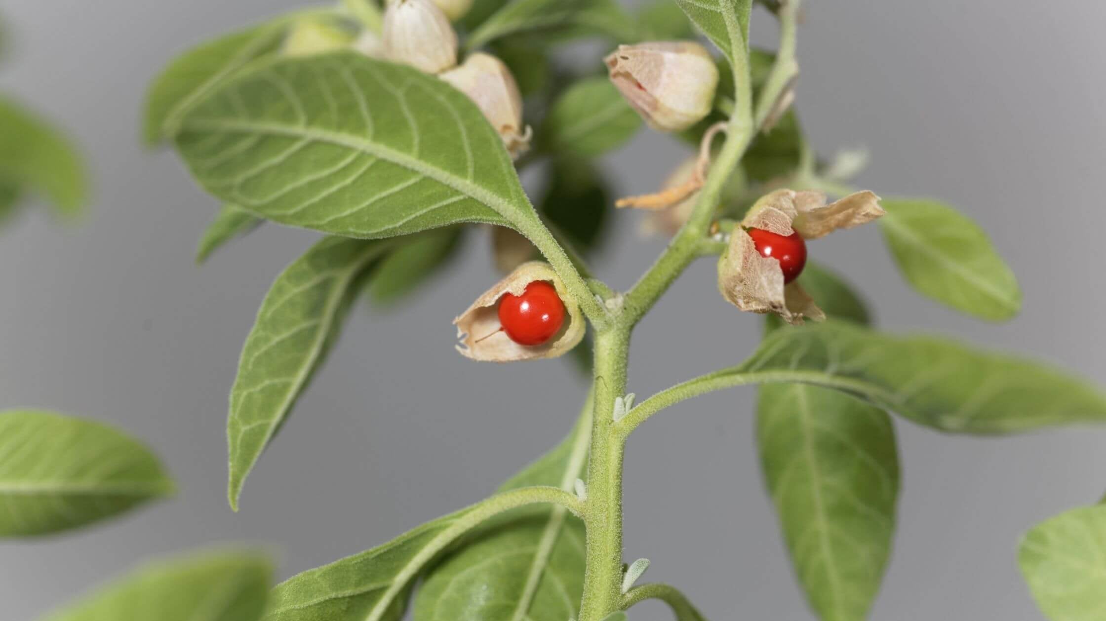 Ashwagandha Plant - Indian Ginseng